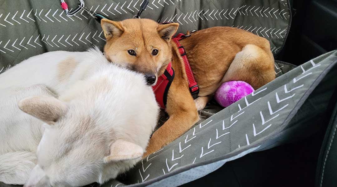 A photo of Tofu & Miso curled up in their bed