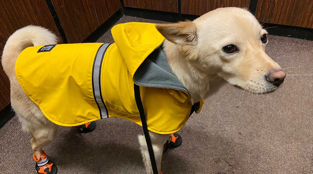 A photo of Benco the dog in a raincoat