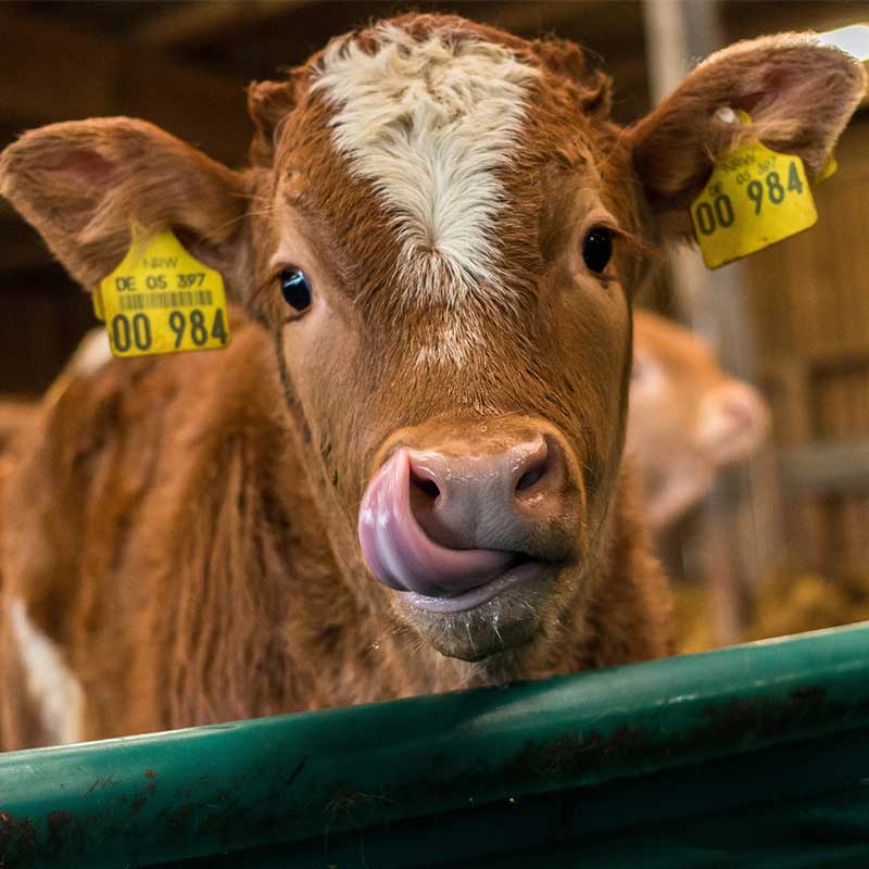 Photo d’une vache qui se lèche le nez