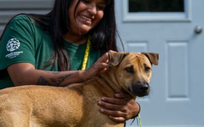 45 Dogs Saved From The Dog Meat Trade Arrive At Our Care and Rehabilitation Centre