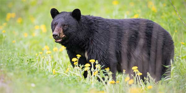 Bear standing in a field of wildflowers and grass