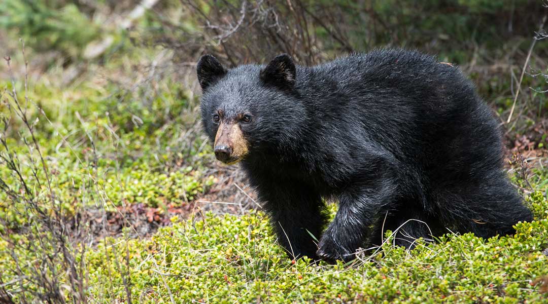 A photo of a young black bear walking through the forest