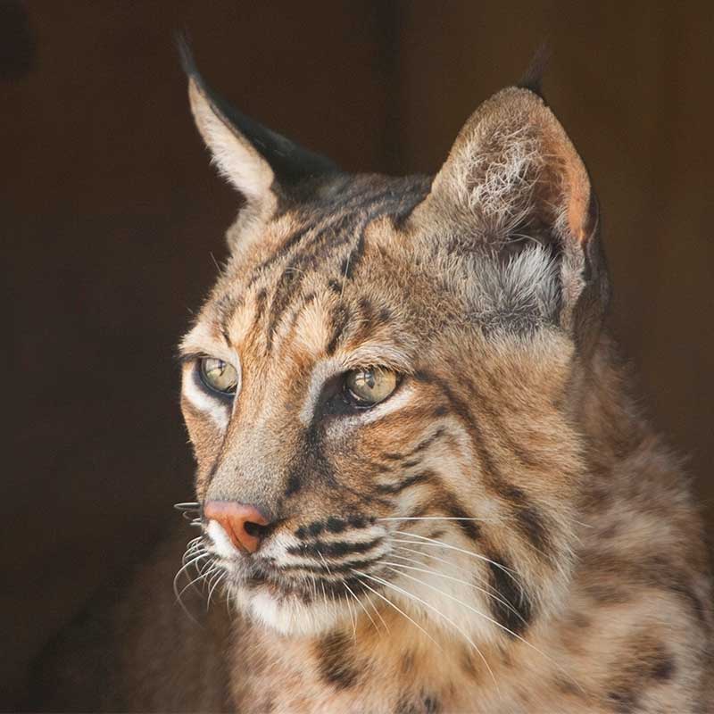 Photo of a bobcat