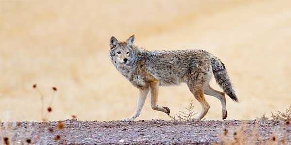 Photo of coyote walking across a field