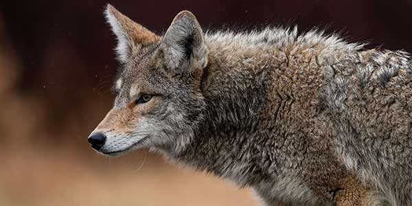 Photo d’un coyote regardant vers l’horizon