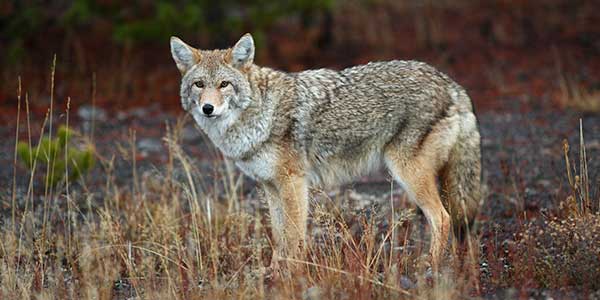 A photo of a coyote standing in a field of dry grass