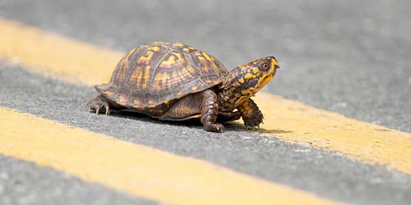 Photo of a turtle walking on a road