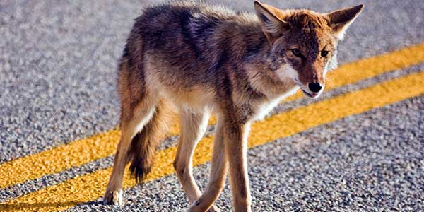 Photo of a coyote walking on a road