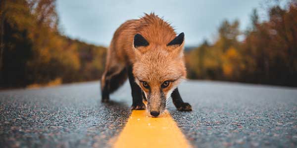 Photo of a fox walking on a road