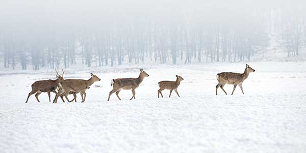 Photo of a family of deer walking across a field