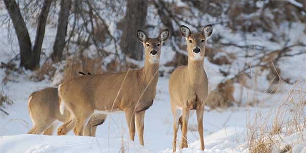 A photo of a group of deers standing in the snow