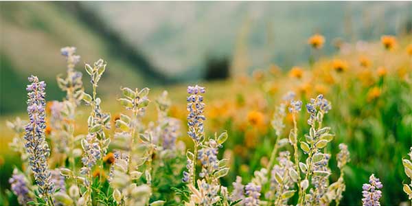 A photo of a field of wildflowers with mountains in the background