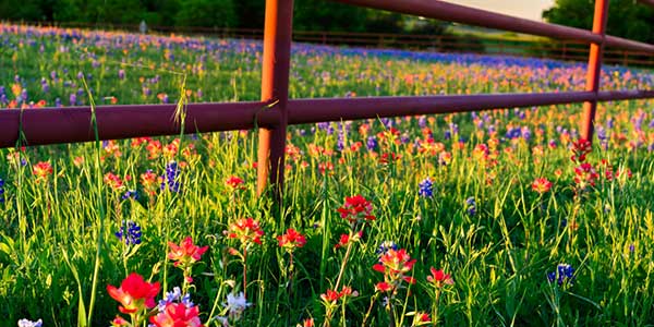 Image of a field of flowers and grass with a red painted wooden fence