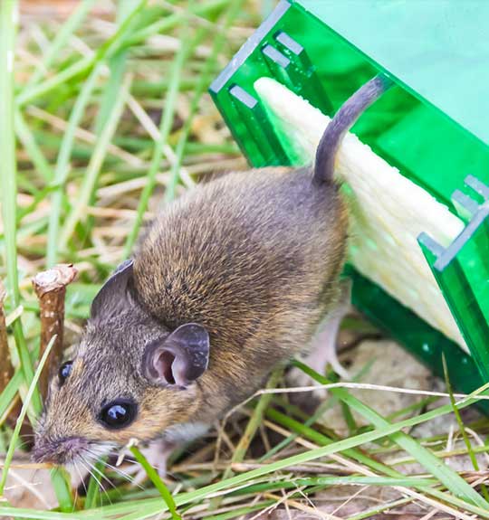 Photo of a mouse in gras standing next to humane mouse trap