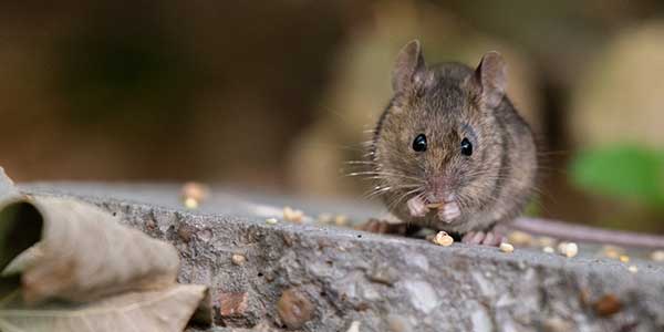Photo d’une souris debout sur un caillou