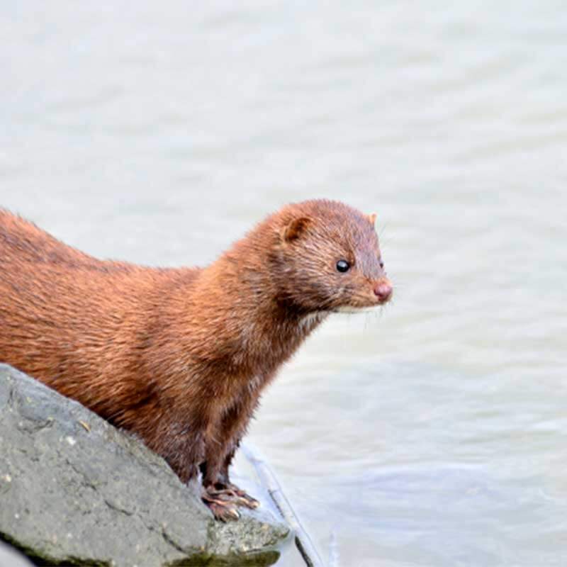 Photo of a mink standing on a rock