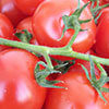 Image of tomatoes on a vine