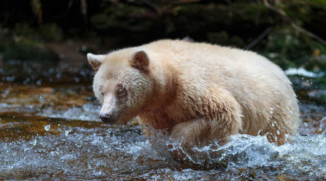 A photo of a spirit bear walking through a river