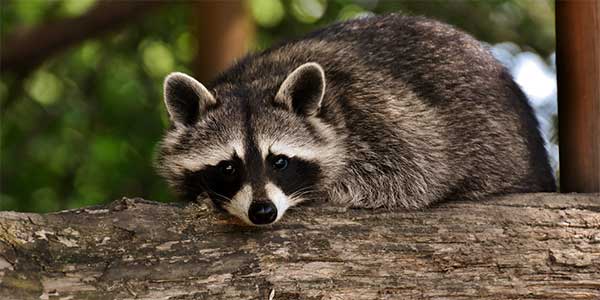 Photo of a racoon laying on a tree branch