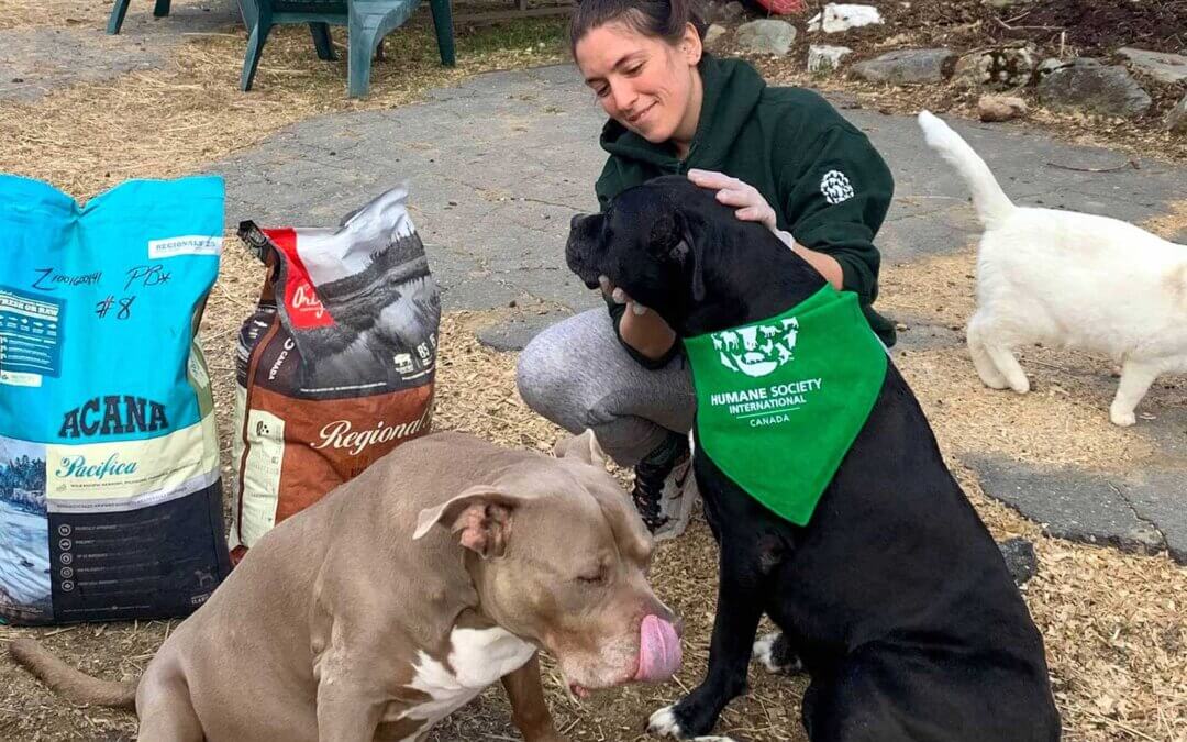 A photo of an HSI employee feeding dogs