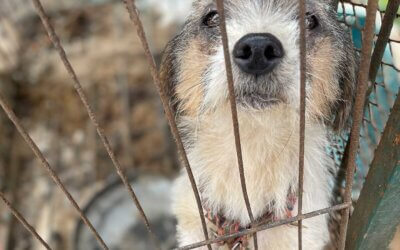 Dogs Found Starving To Death On South Korean Dog Meat Farm Will Arrive In Canada To Find Homes