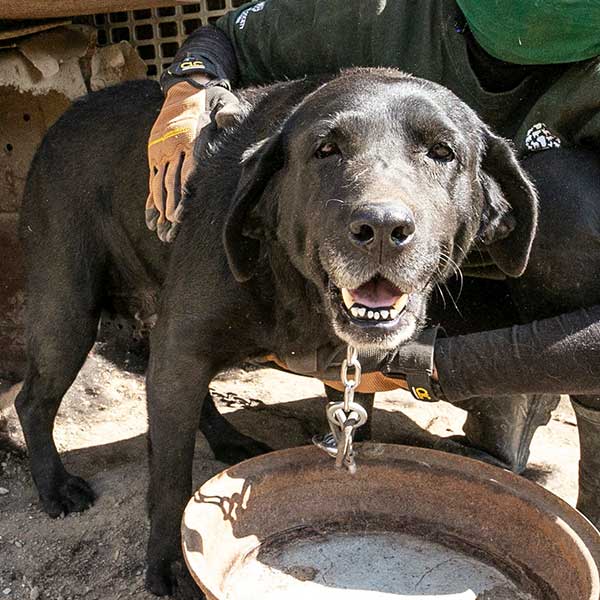 A photo of a dog chained up