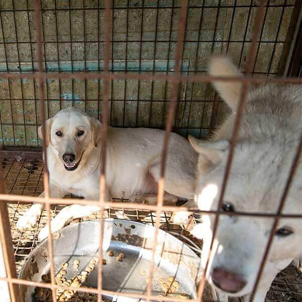Photo de deux chiens dans une cage