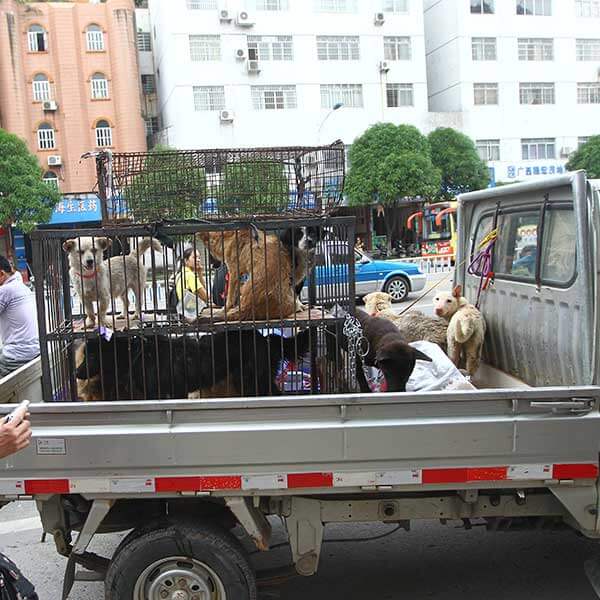 A photo of dogs in a cage on a truck