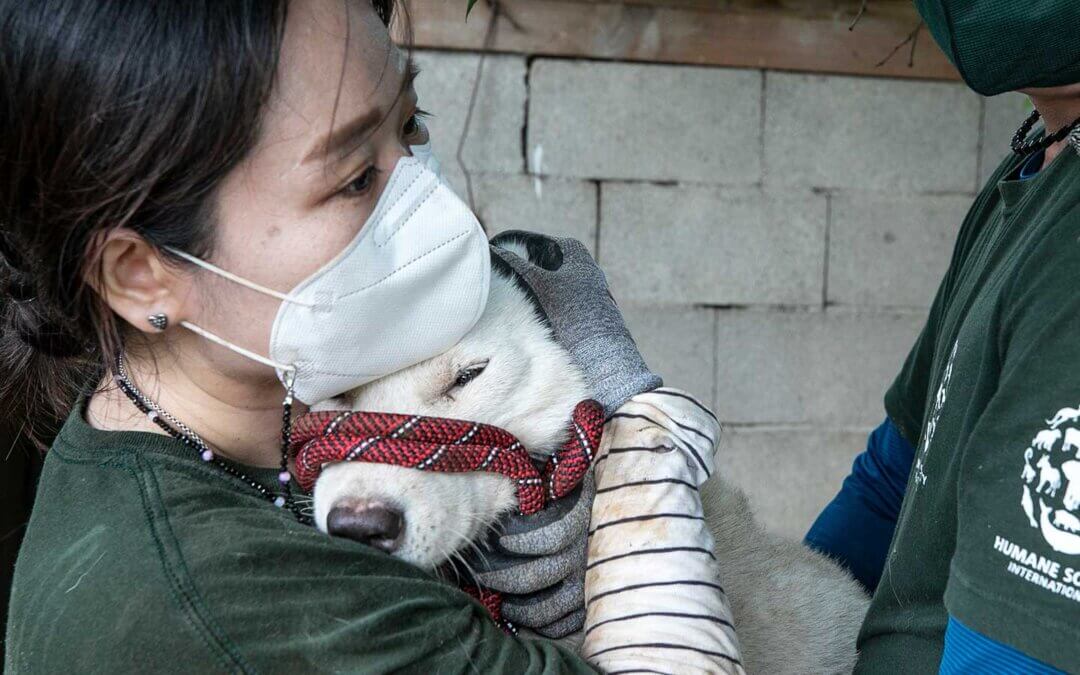A photo of s dog saved from slaughter being held by HSI staff