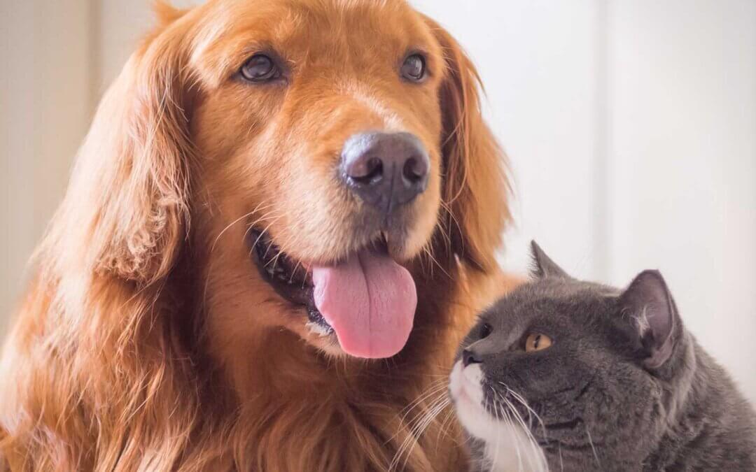 Photo of a cat and a dog that are friends
