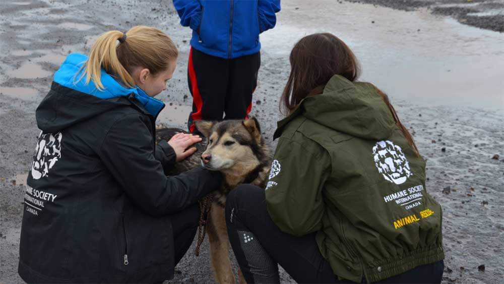Image of a dog being tended to at the Kangirsuk spay and neuter clinic