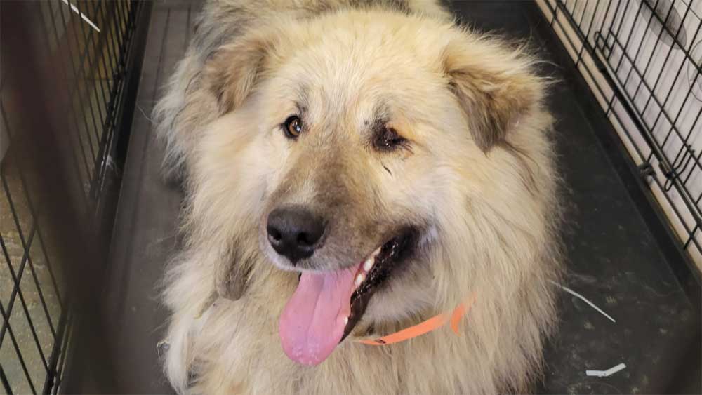 Image of a dog smiling at the Kangirsuk spay and neuter clinic
