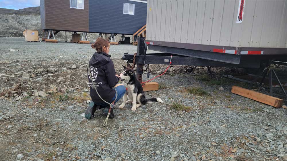 Image of a dog in front of a trailer at the Kangirsuk spay and neuter clinic