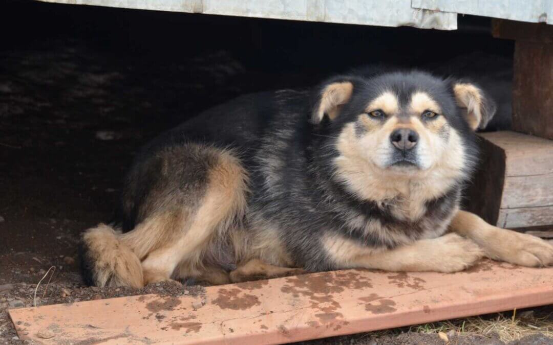 Image of a dog hiding under a building