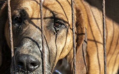 HSI/Korea And Animal Protection Groups To Rescue 50 Dogs From A Shuttered Dog Meat Farm
