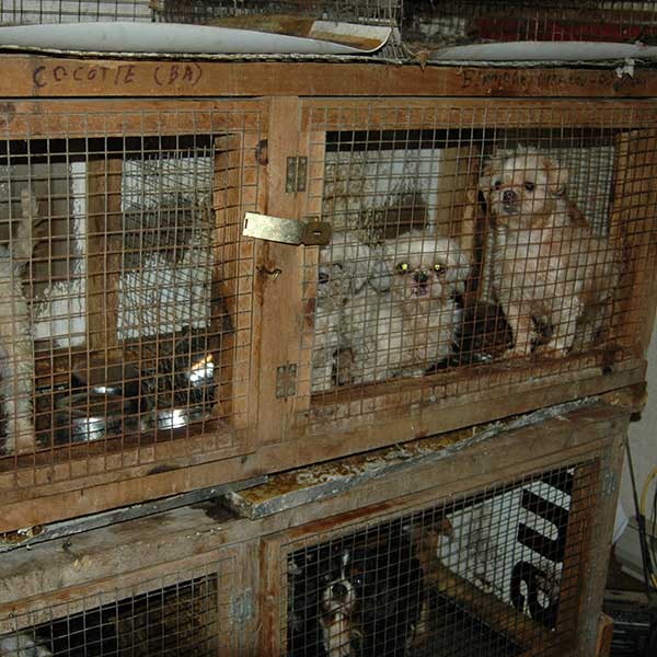 Photo de chiots enfermés dans des cages dans une usine à chiots