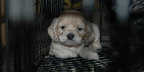 A photo of a sad puppy sitting in a crate