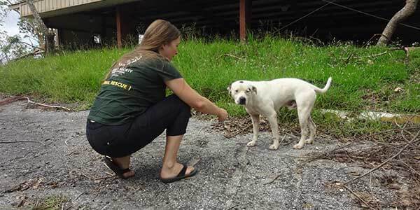 Image of a dog being fed by an FHSI employee after a natural disaster