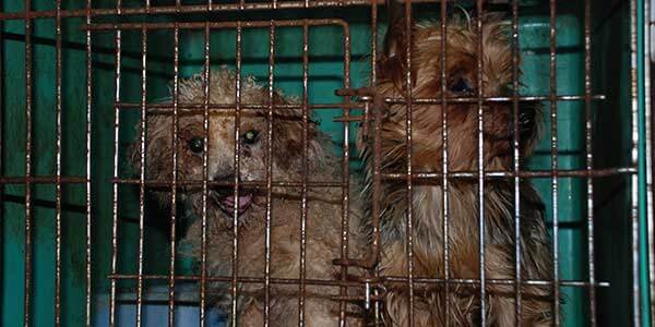 A photo of two scared puppies in a crate