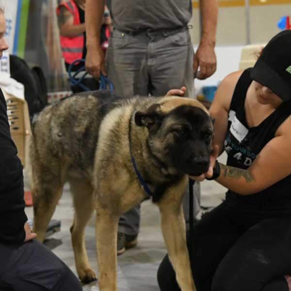 Image of a northern dog being checked on at a clinic