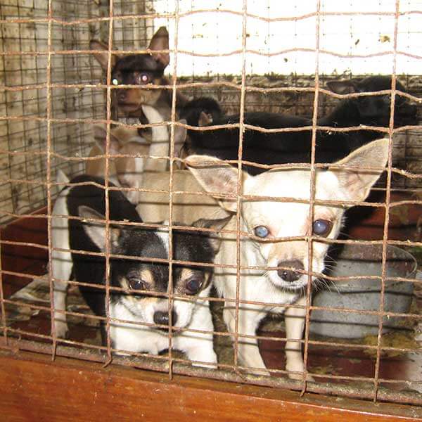 Photo of dogs in a rusty crate in a puppy mill