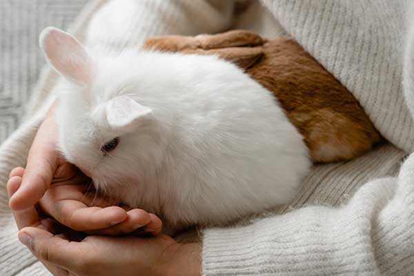 A photo of two pet rabbits being held