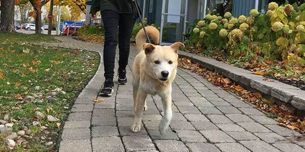 Photo d’un·e employé·e des Amis de HSI promenant un chien