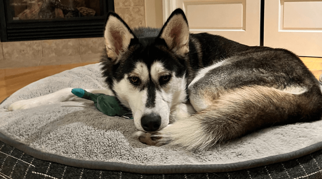 A gray and white husky is curled up on a dog bed.