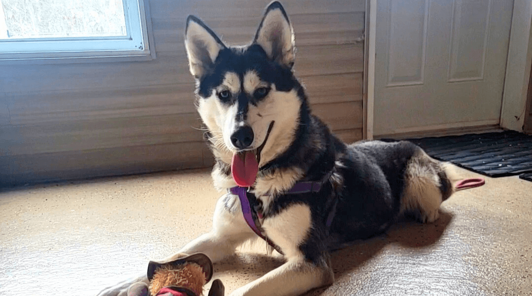 A gray and white husky is lying down inside, with a toy between her paws. She is smiling with her tongue hanging out.