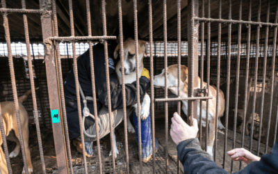Friends of Humane Society International Receives 16 Dogs from a South Korean Dog Meat Farm Closure