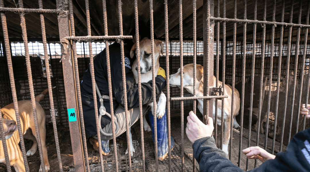 Friends of Humane Society International Receives 16 Dogs from a South Korean Dog Meat Farm Closure