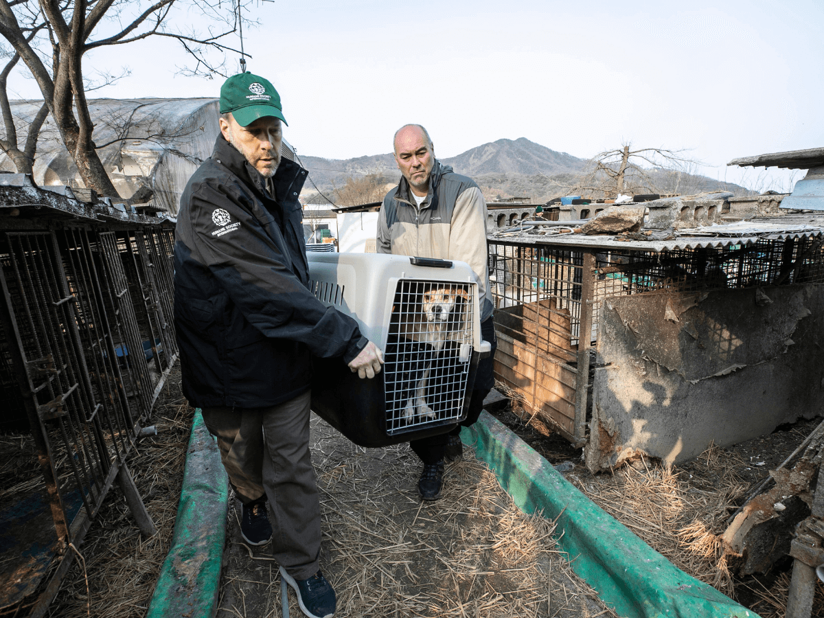 A brown and white dog in a crate is being transported out of a dog meat farm by two Humane Society International animal rescue workers.
