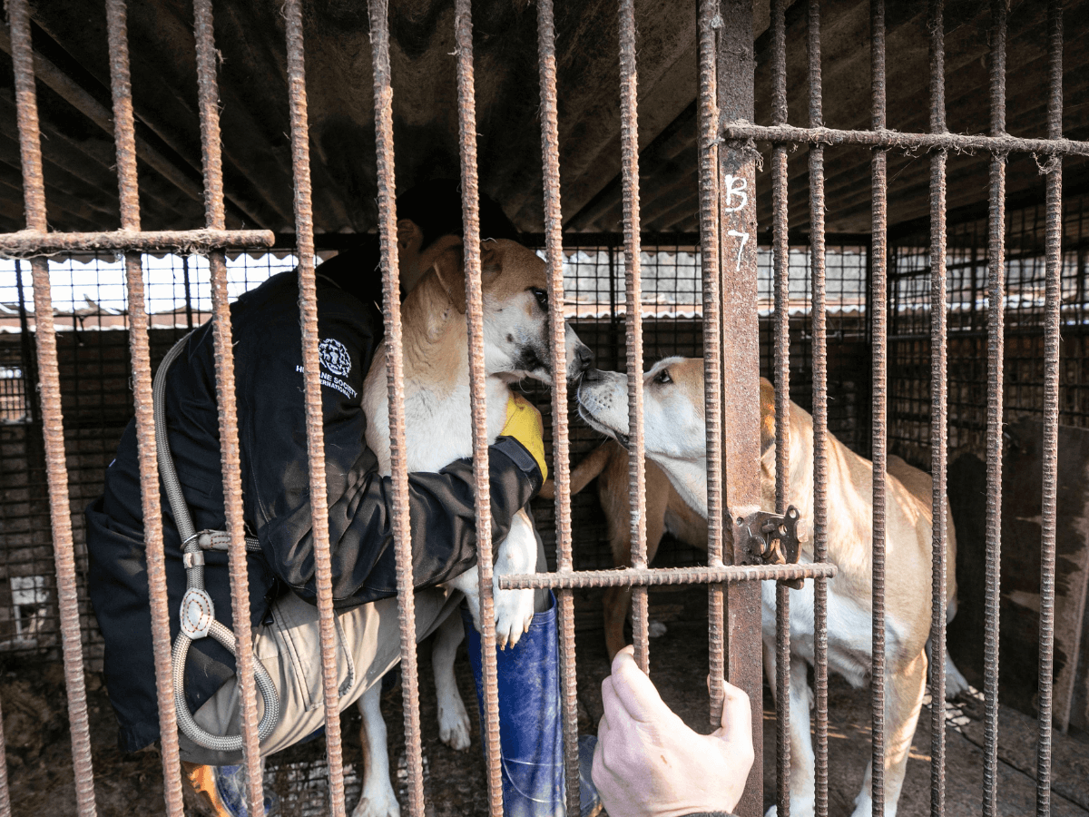 A brown and white dog touches noses with a similar-looking puppy. The latter is held by an animal rescue team member wearing Humane Society International clothing. The dogs are behind bars on the dog meat farm, but are preparing to leave.