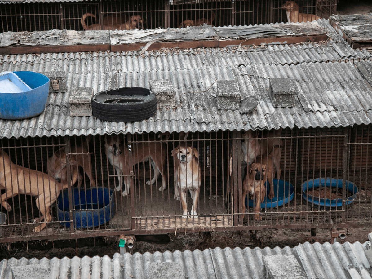 A brown and white dog in the centre looks at the camera. She is behind bars, locked in a cage on a dog meat farms amongst hundreds of other dogs.